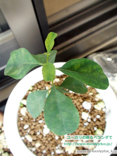 ユーカリの薫るベランダで ユーカリ パルブラ Eucalyptus Parvula の関連記事