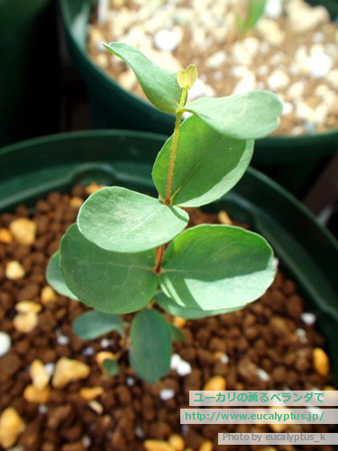 ユーカリの薫るベランダで ユーカリ パルブラ Eucalyptus Parvula の関連記事