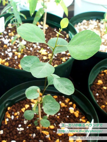 ユーカリの薫るベランダで ユーカリ パルブラ Eucalyptus Parvula の関連記事