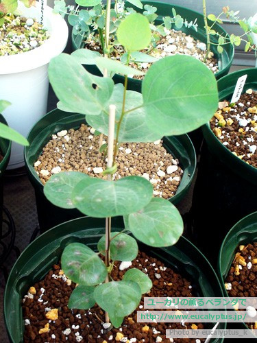 ユーカリの薫るベランダで ユーカリ パルブラ Eucalyptus Parvula の関連記事