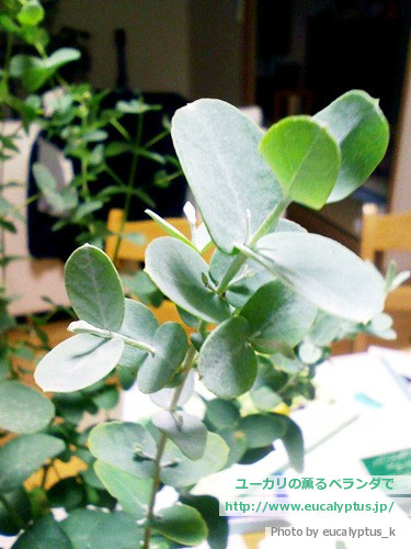 ユーカリの薫るベランダで ユーカリ品種別栽培ガイド ユーカリ グニー Eucalyptus Gunnii Ssp Gunnii