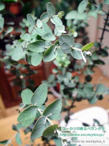 ユーカリの薫るベランダで ユーカリ紹介 ユーカリ グニー Eucalyptus Gunnii Ssp Gunnii