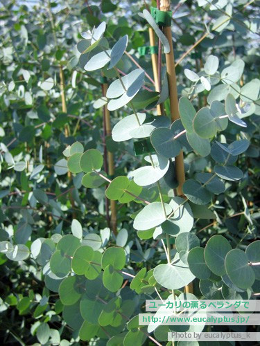 ユーカリの薫るベランダで ユーカリ紹介 ユーカリ グニー Eucalyptus Gunnii Ssp Gunnii