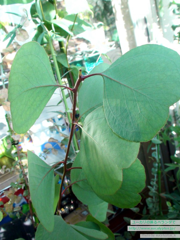 ユーカリの薫るベランダで ユーカリ紹介 ユーカリ ポポラス Eucalyptus Polyanthemos Ssp Polyanthemos