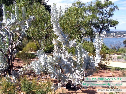 ユーカリの薫るベランダで ユーカリ紹介 ユーカリ マクロカルパ Eucalyptus Macrocarpa Ssp Macrocarpa