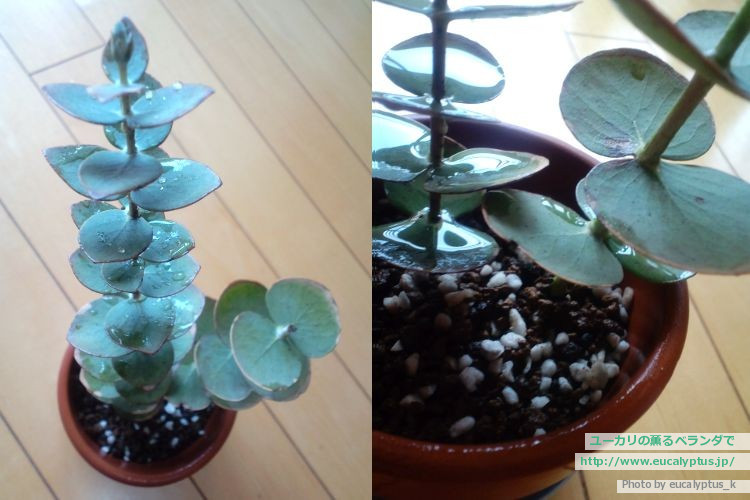 ユーカリの薫るベランダで ユーカリ ベイビーブルー Eucalyptus Pulverulenta Babyblue の関連記事 5ページ