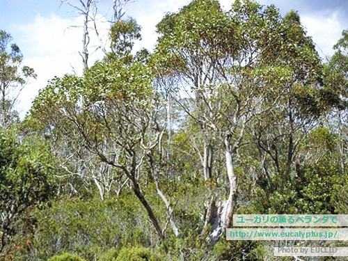 ユーカリの薫るベランダで ユーカリ アーチェリ Eucalyptus Archeri の関連記事