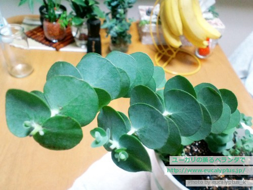 ユーカリの薫るベランダで ユーカリ紹介 ユーカリ ベイビーブルー Eucalyptus Pulverulenta Baby Blue