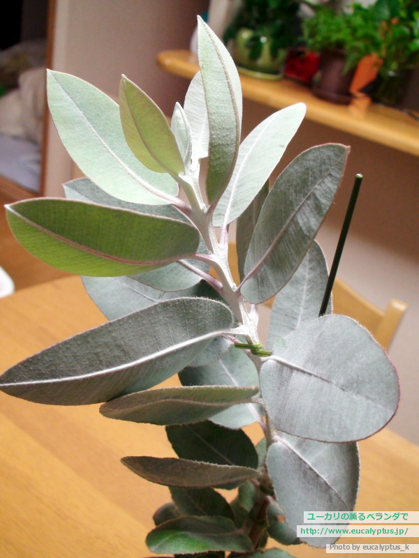 ユーカリの薫るベランダで ユーカリ紹介 ユーカリ プレウロカルパ Eucalyptus Pleurocarpa