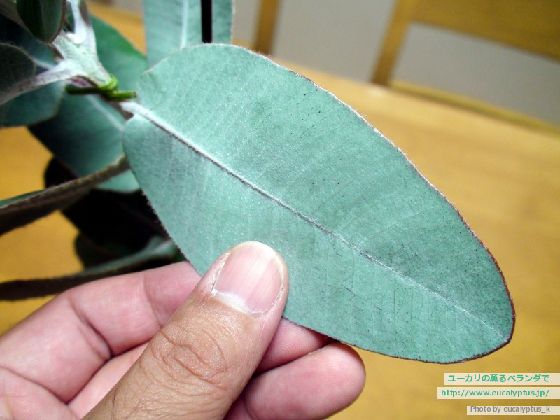 ユーカリの薫るベランダで ユーカリ紹介 ユーカリ プレウロカルパ Eucalyptus Pleurocarpa