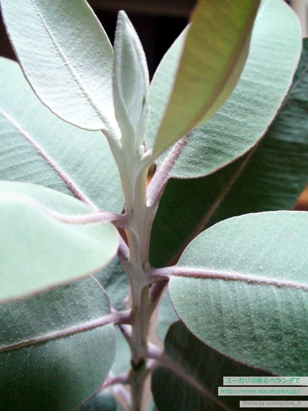 ユーカリの薫るベランダで ユーカリ紹介 ユーカリ プレウロカルパ Eucalyptus Pleurocarpa