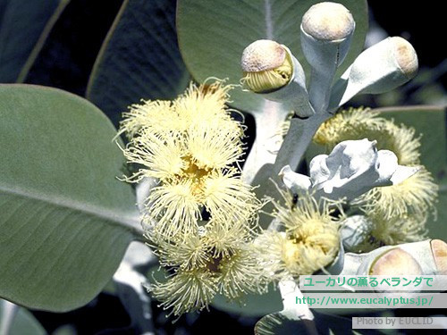 ユーカリの薫るベランダで ユーカリ紹介 ユーカリ プレウロカルパ Eucalyptus Pleurocarpa