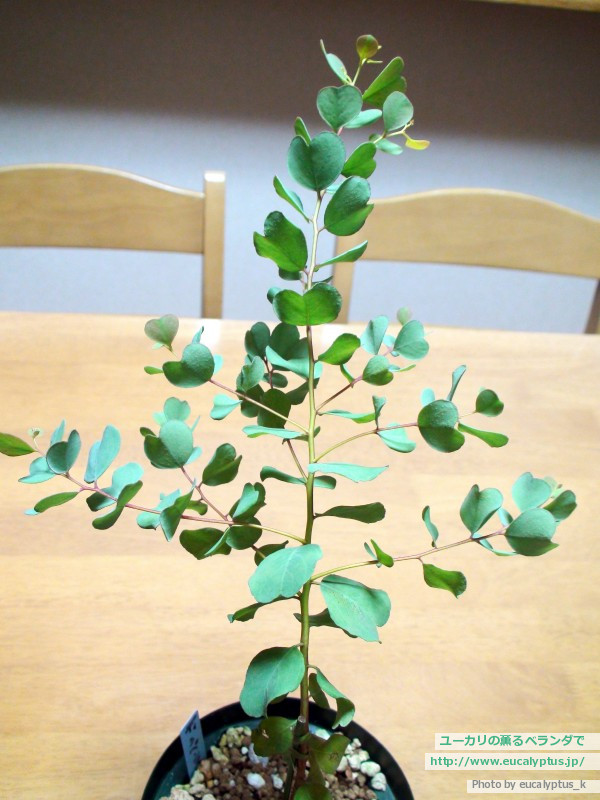 ユーカリの薫るベランダで ユーカリ紹介 ユーカリ ディシペンス Eucalyptus Decipiens Ssp Decipiens