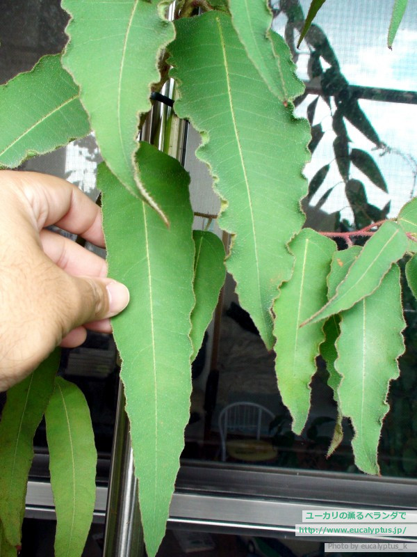 ユーカリの薫るベランダで ユーカリ紹介 レモンユーカリ Corymbia Citriodora