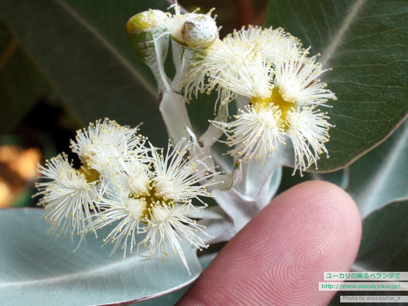 ユーカリの薫るベランダで ユーカリ紹介 ユーカリ プレウロカルパ Eucalyptus Pleurocarpa