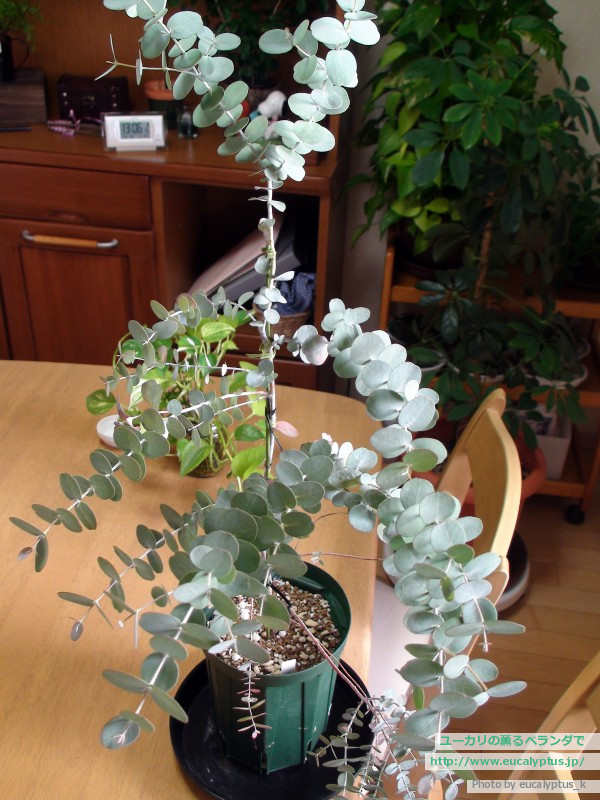 ユーカリの薫るベランダで ユーカリ紹介 ユーカリ アーニゲラ Eucalyptus Urnigera