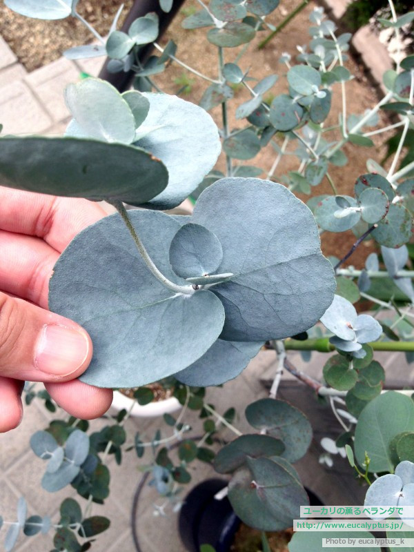 ユーカリの薫るベランダで ユーカリ紹介 ユーカリ アーニゲラ Eucalyptus Urnigera