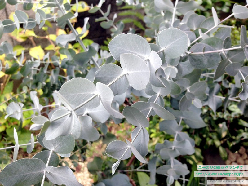 ユーカリの薫るベランダで ユーカリ プルベルレンタ Eucalyptus Pulverulenta の関連記事