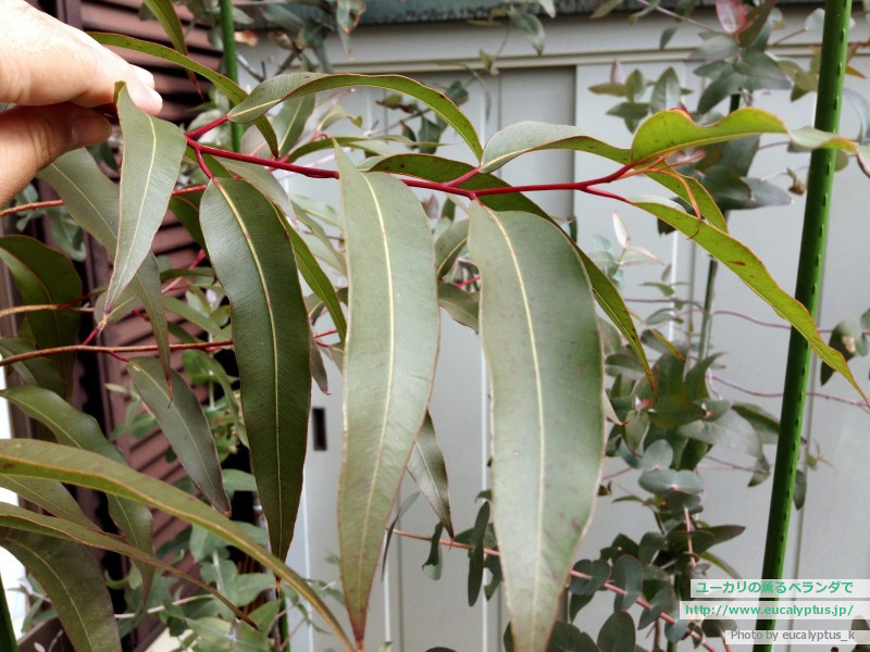 ユーカリの薫るベランダで ユーカリ紹介 レモンユーカリ Corymbia Citriodora