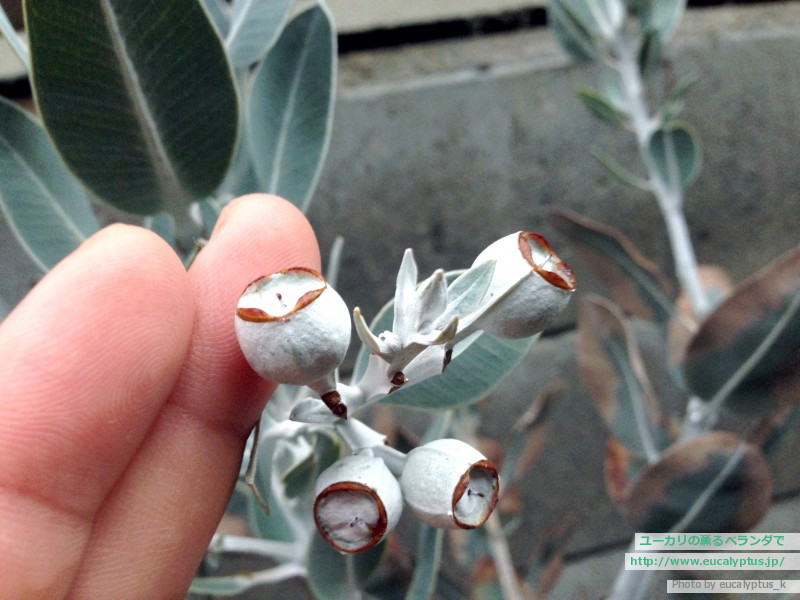 ユーカリの薫るベランダで ユーカリ プレウロカルパ Eucalyptus Pleurocarpa の関連記事 2ページ