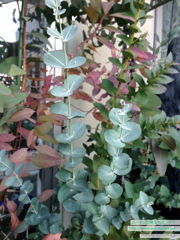 ユーカリの薫るベランダで ユーカリ アーチェリ Eucalyptus Archeri の関連記事