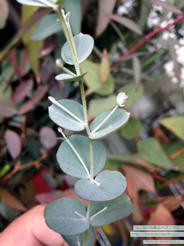 ユーカリの薫るベランダで ユーカリ アーチェリ Eucalyptus Archeri の関連記事