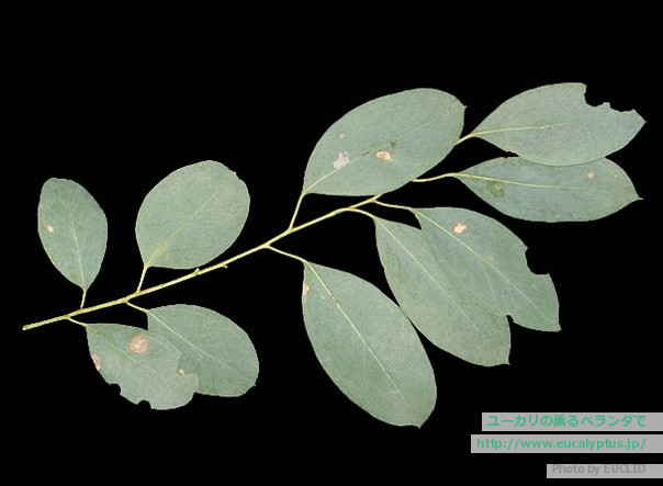 ユーカリの薫るベランダで ユーカリ紹介 ユーカリ カンフォラ Eucalyptus Camphora