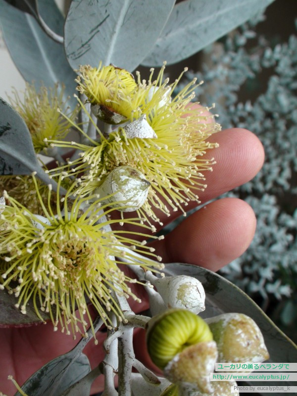 ユーカリの薫るベランダで ユーカリ 花と蕾